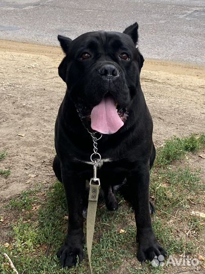 Кане Корсо вязка