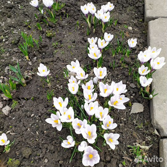 Мускарики, птицемлечники и крокусы