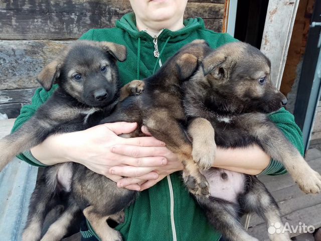 Западносибирская лайка щенки. Западно сибирская лайка. Айширские коровы. Романовские овцы в татарии. Сельхоз животные в оренбургской области.