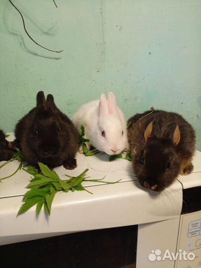 Декоративные кролики