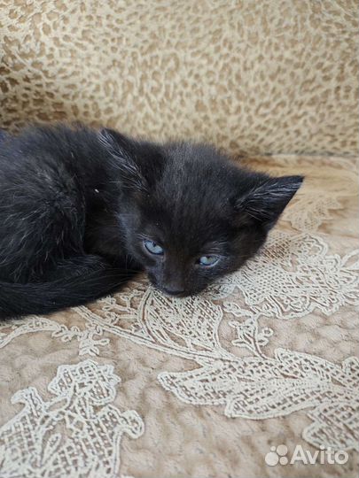 Котенок в дар бесплатно