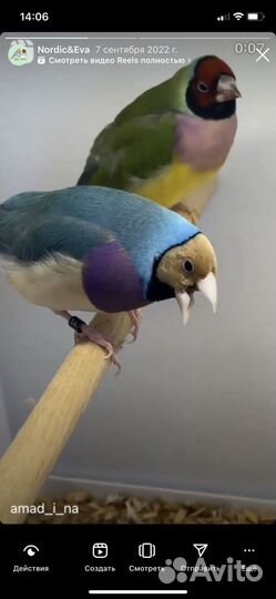 Амадина гульда пара