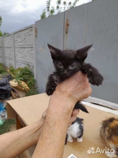 Подкинули котяток