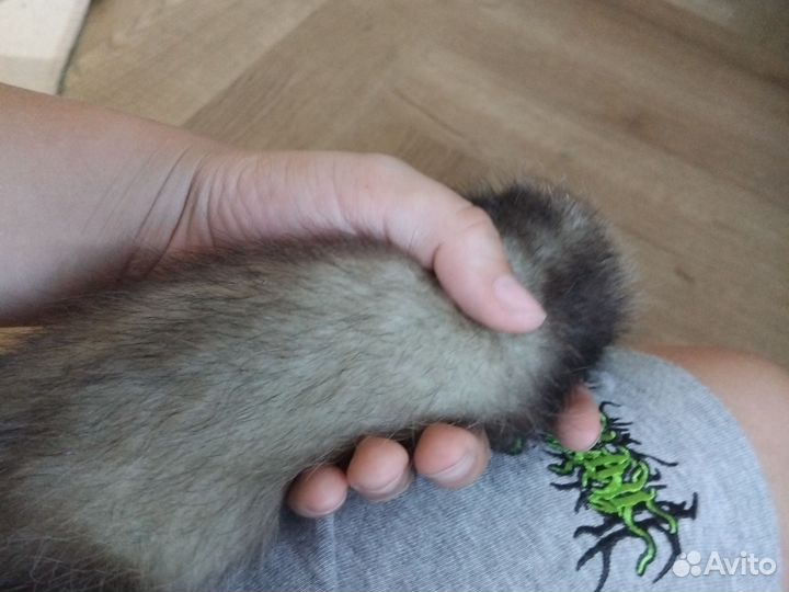 Домашний хорек