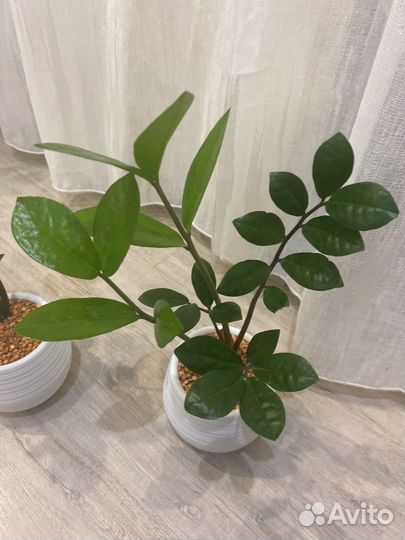 Комнатные цветы