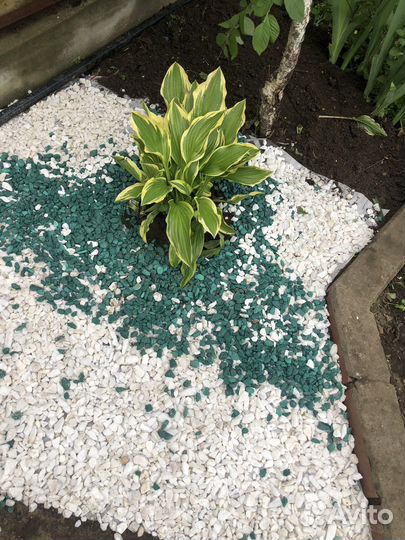 Хоста,пионы,лилейник