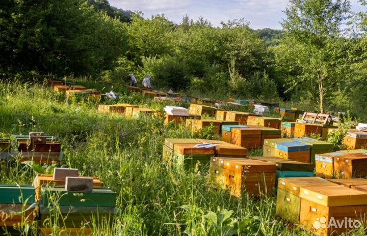 2023 года Мед из Алтая оптом