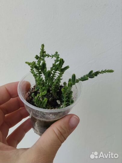 Суккуленты