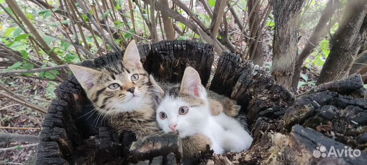 Кошки в добрые руки