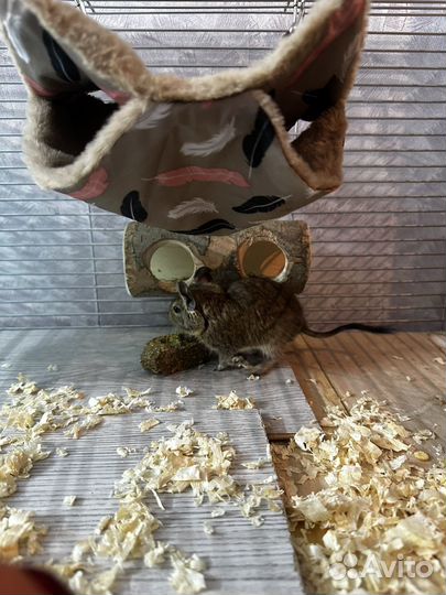 Продам Дегу