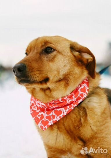 Рыжее солнышко из приюта на счастье