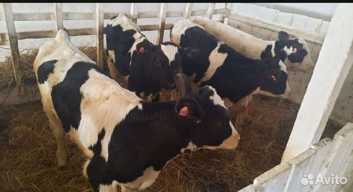 Телята бычки