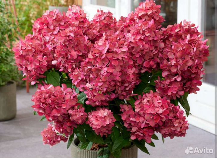 Гортензия Бонфаер супер хит этого года