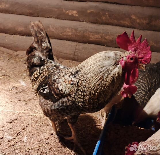 Молодой петух