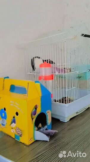 Крыски дамбо