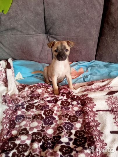 Щенок той терьер