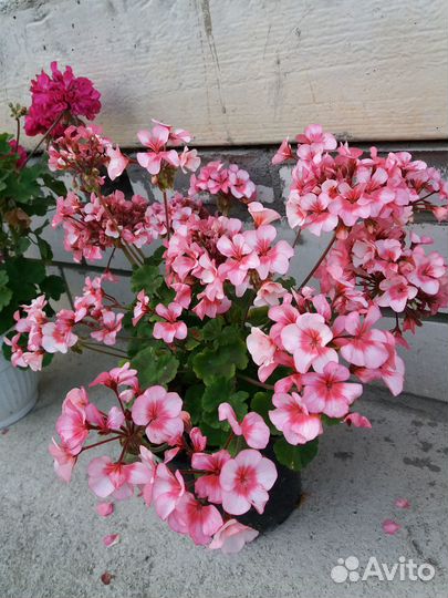 Пеларгония герань