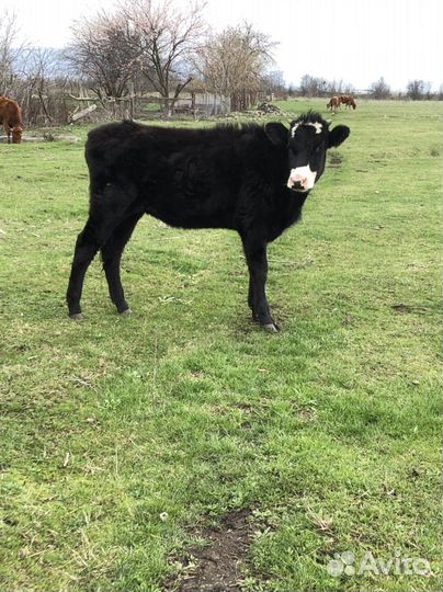 Коровы и телки