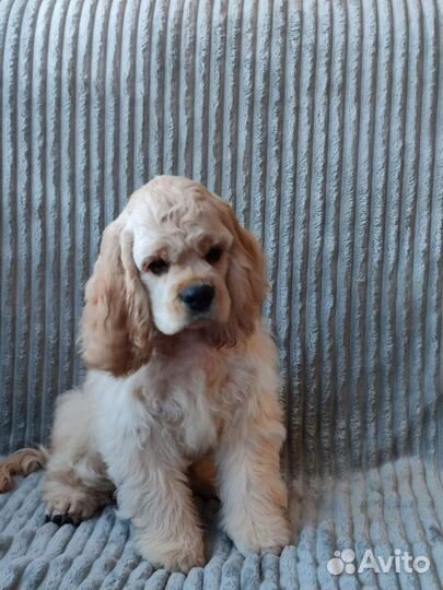 Щенки кокер спаниеля