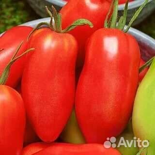 Семена томатов