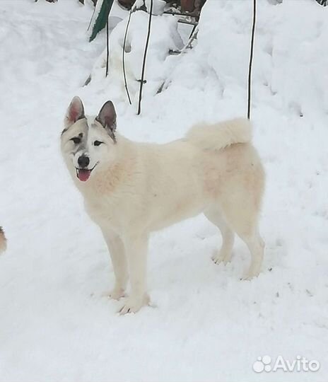 Собака Белка