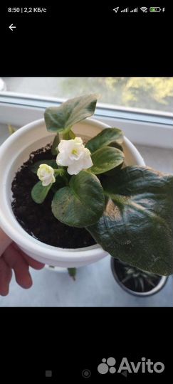 Фиалка цветущая белая