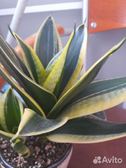 Сансивиерия Массониана,Крео,кактусы