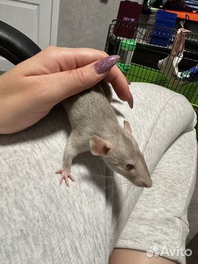 Крыса Дамбо с клеткой