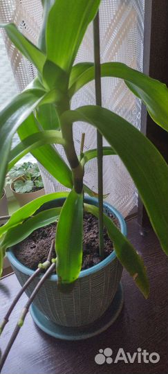 Золотой ус в горшке