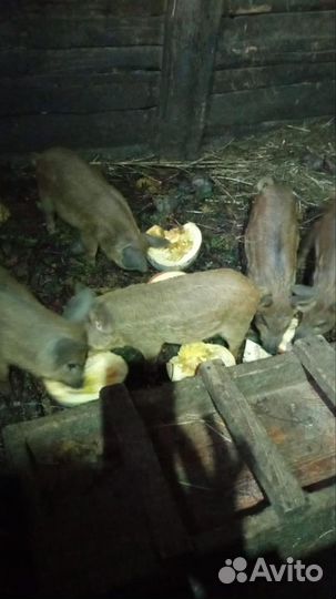 Венгерская мангалица