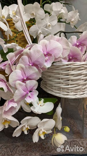 Орхидея фаленопсис биг лип