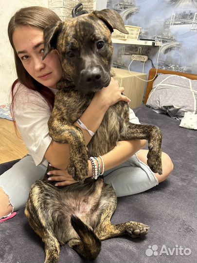 Передержка собак