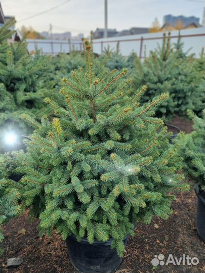 Ель Глаука очень пышная в горшке