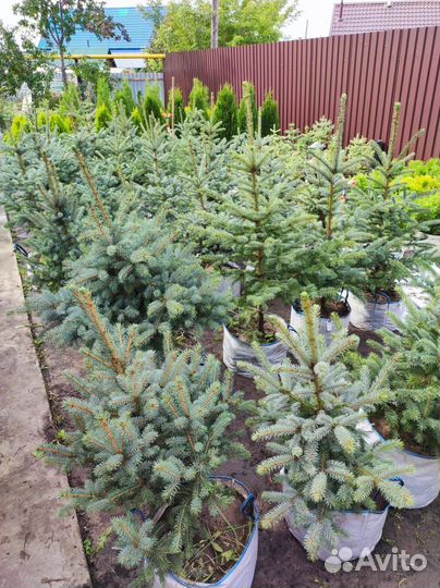 Ель Голубая