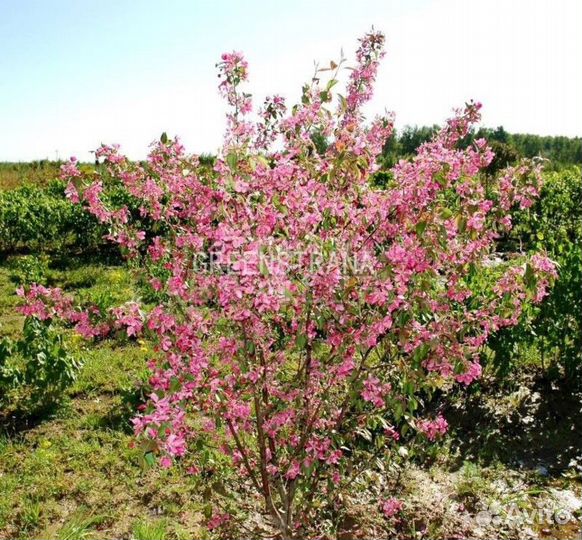 Яблоня Хопа - Malus Hopa