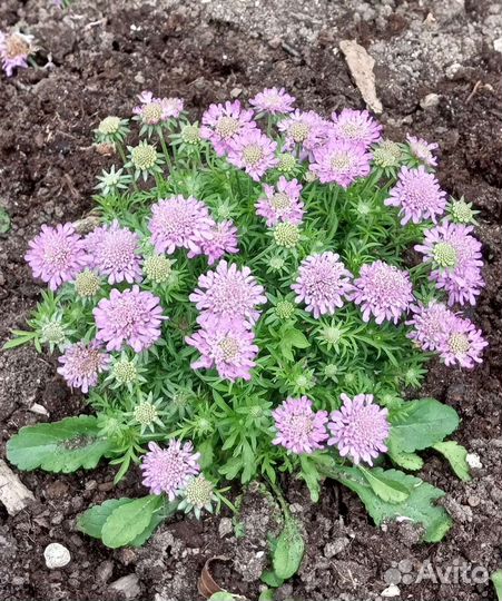 Скабиоза многолетняя