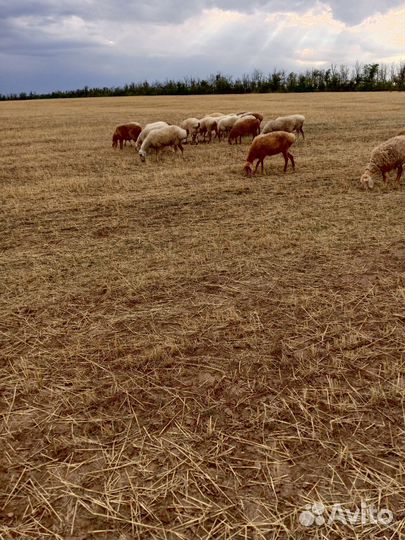 Овцы бараны