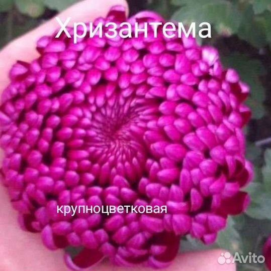 Хризантема крупноцветковая Бигуди
