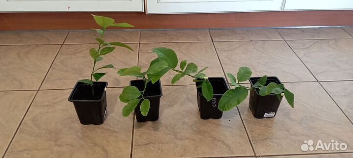 Лимонное дерево