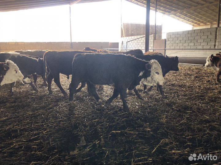 Бычки на откорм