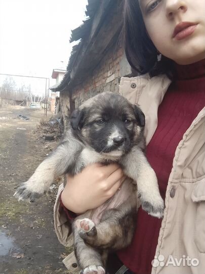 Щеночки в добрые руки