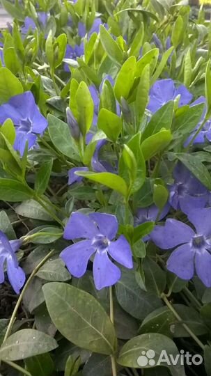 Почвопокровные растения