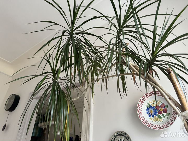 Пальма Драцена Высокая больше 2 м