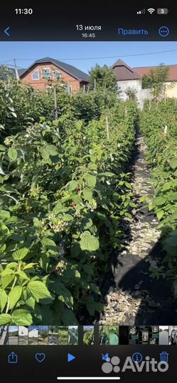 Рассада малины