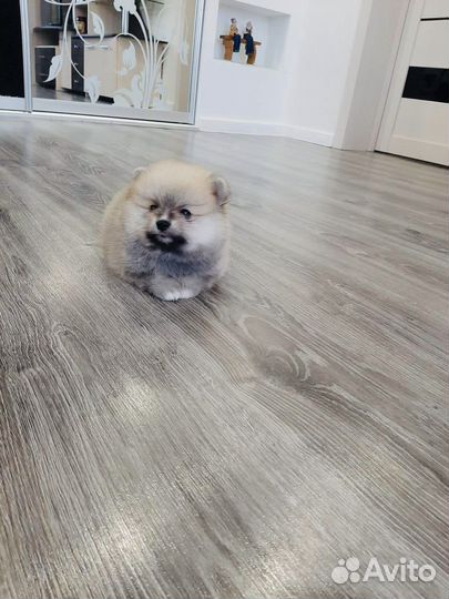 Щенки померанского шпица мини и стандарт