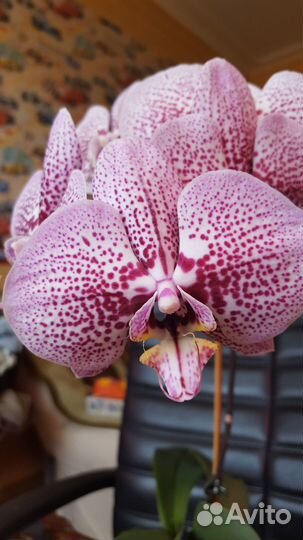 Орхидея Фаленопсис Добавляю