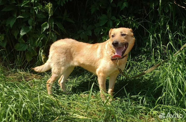 Собака в добрые руки