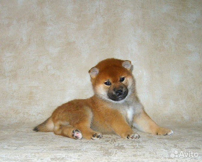 Щенки сиба