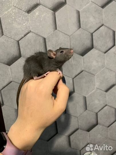 Декоративная крыса