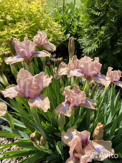 Ирисы карликовые